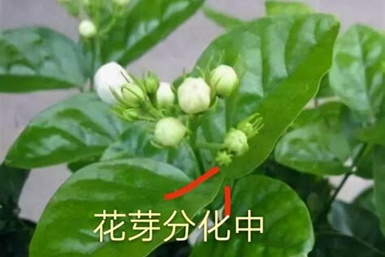 莲藕膨大素什么牌子好