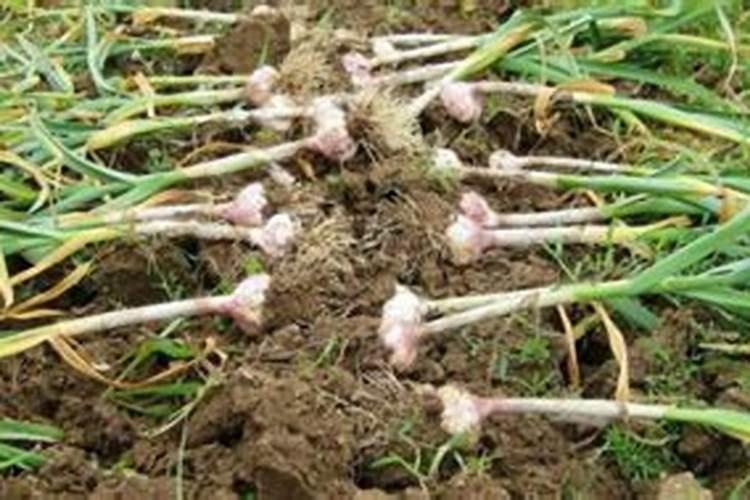 怎么种植水稻产量高 什么时候施钾肥效果好