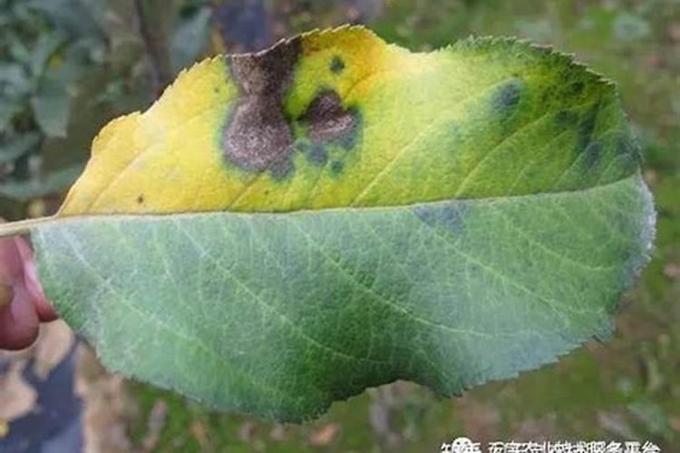 秋季种植西葫芦想高产？这几个要点得掌握!