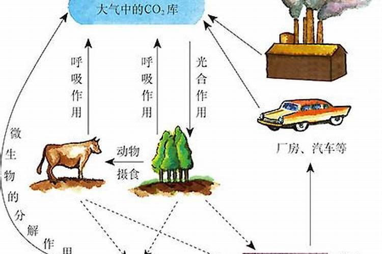 老鸦柿冬天可以换盆吗