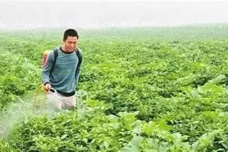 水溶肥是什么肥料