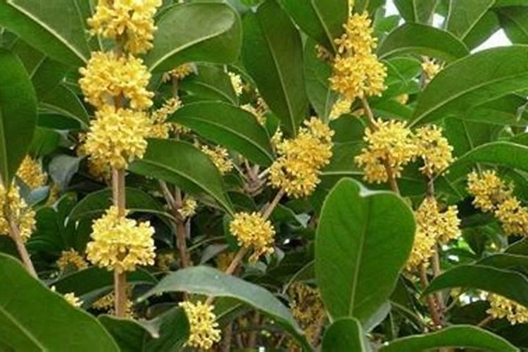 桂花树施肥用什么肥料好 施什么肥长得最快