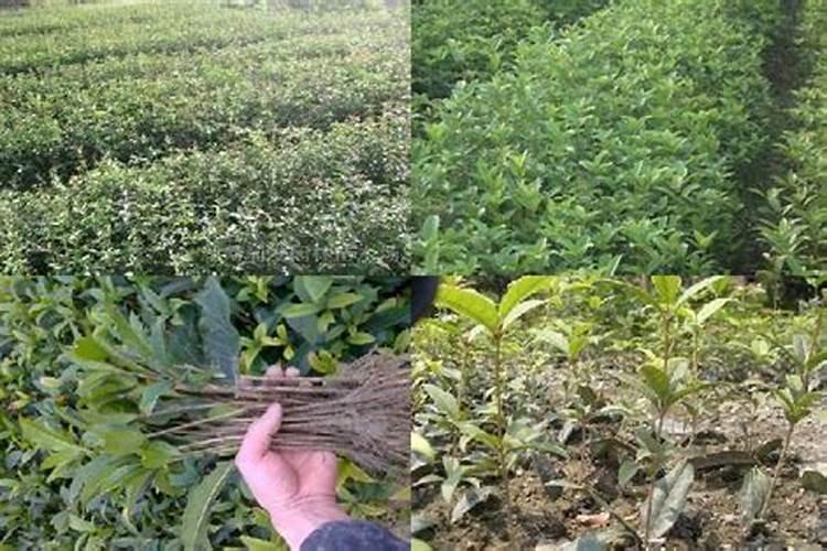 桂花树施肥用什么肥料好 施什么肥长得最快