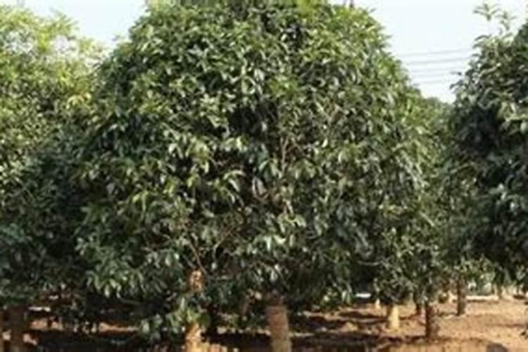 桂花树叶子卷曲褶皱