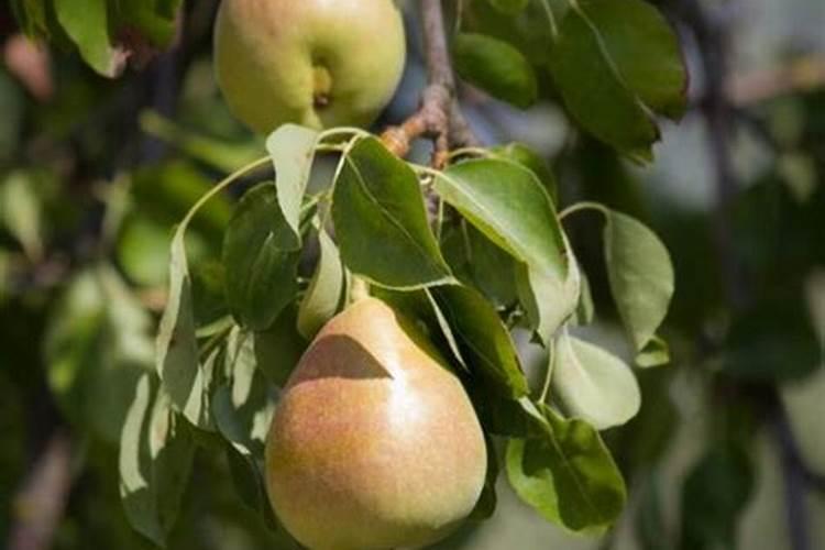 幼果期能用戊唑醇吗