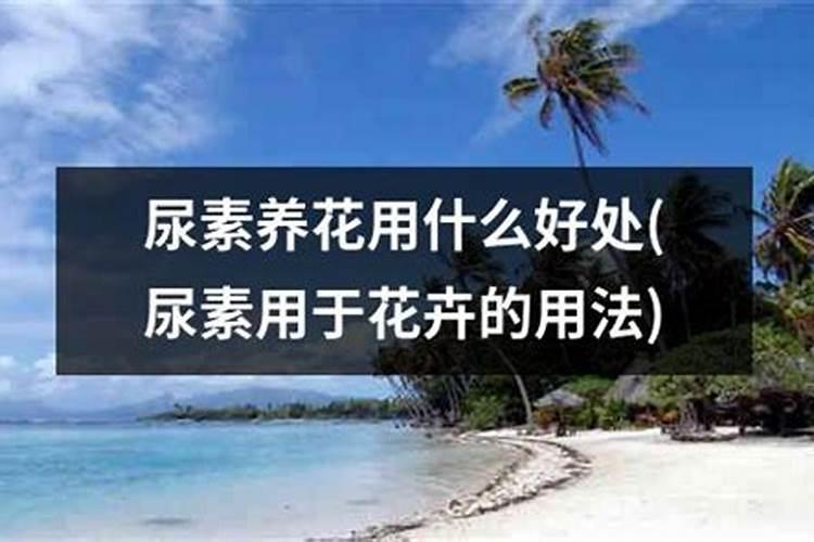 什么花什么时候可以上尿素