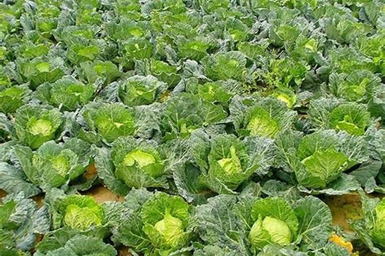 种植甘蓝到底应该施用硫酸钾还是氯化钾呢？为什么？