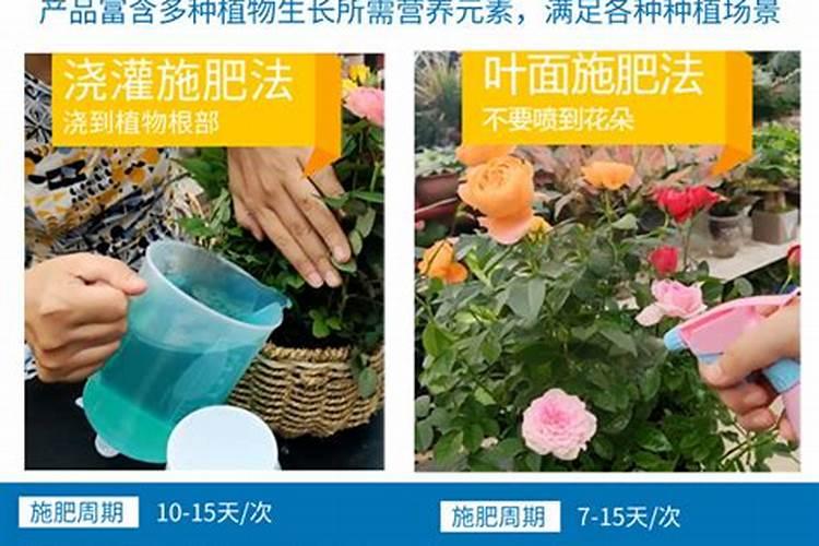 红薯使用什么肥料好