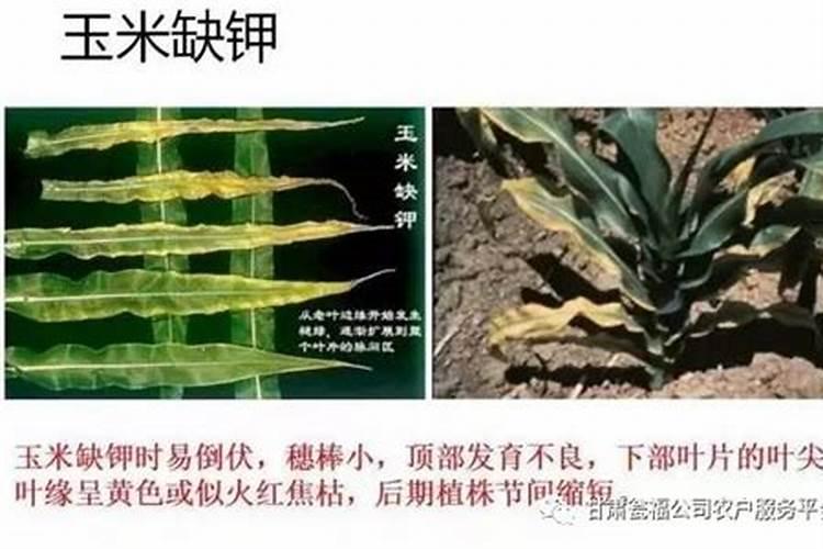 稻子的栽培方法 水稻种植技术和步骤