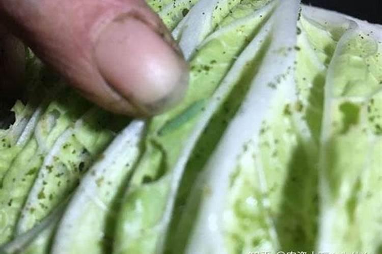 大白菜施什么肥比较好