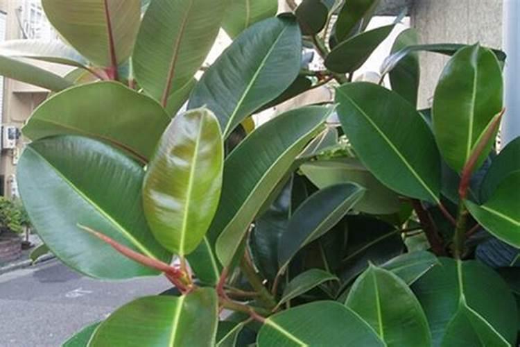 观叶植物用什么肥最好