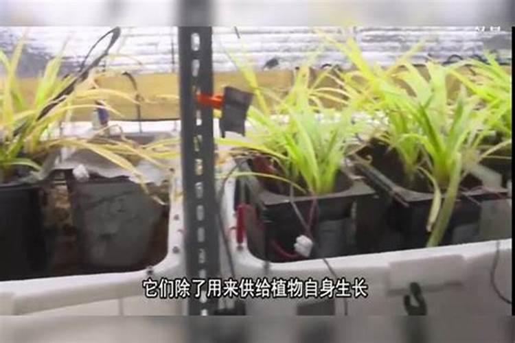 先施肥还是先浇水