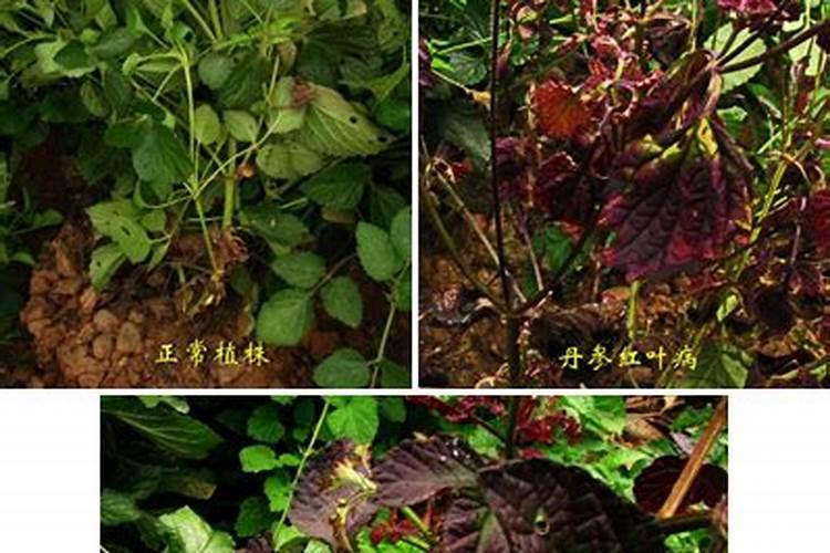 丹参种植如何施肥。。