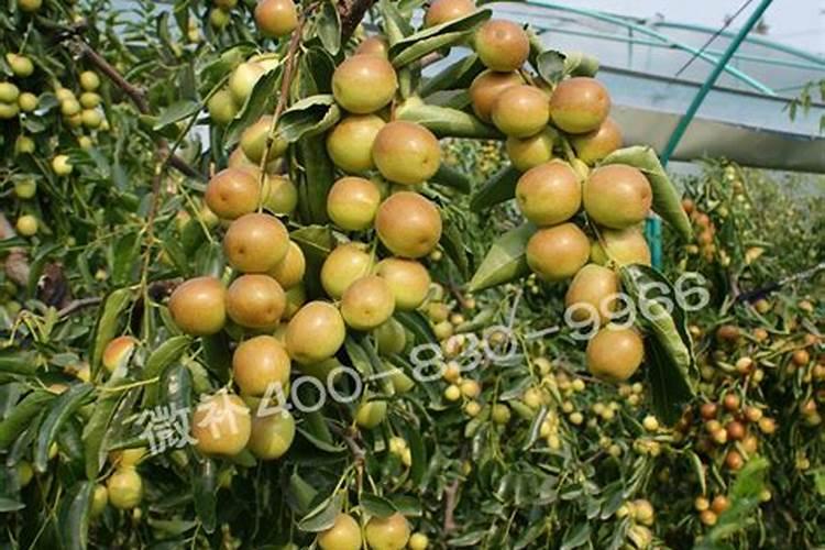 白蜡树施肥时间和方法
