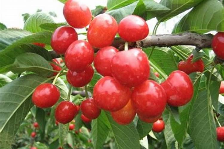 大樱桃树水溶肥叶面喷好还是水冲好？