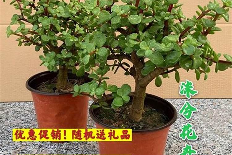 想请问盆景金枝玉叶施什么肥好？有哪些注意事项