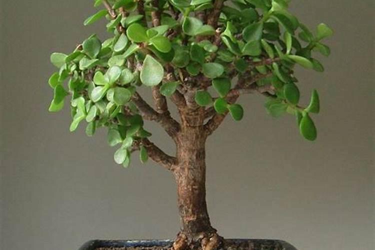 多肉植物金枝玉叶怎么养