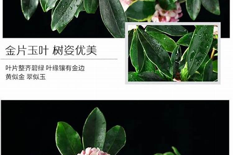 金边瑞香夏天叶子软下垂怎么补救