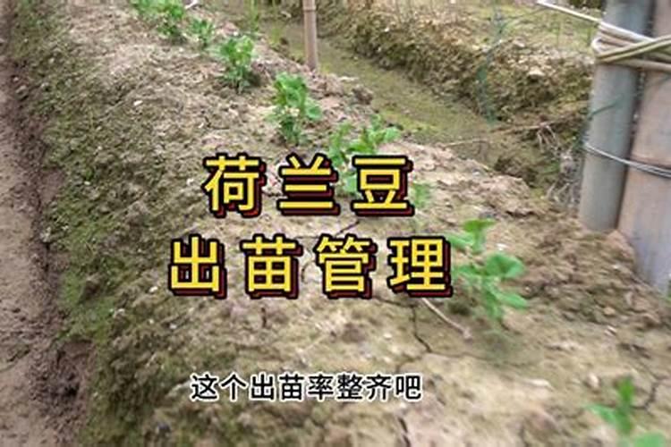 不用农药、降低化肥花销且生长得更好的种植蔬菜的方法呢？