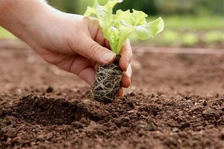 种菜用什么肥料最好 用什么肥料种菜好