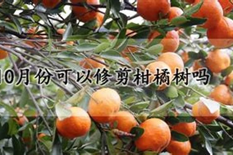 安鲜脂加磷酸二氢钾用在沃柑上起什么作用？