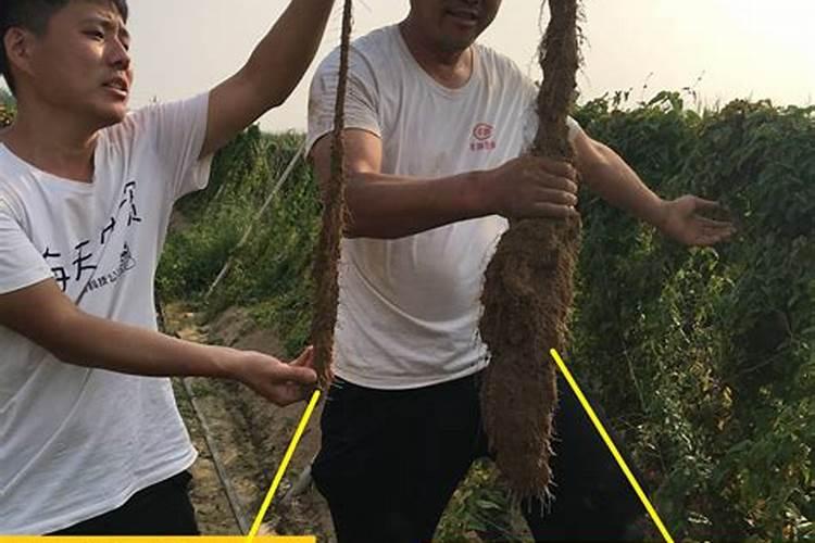 山药种植用什么肥料最好？