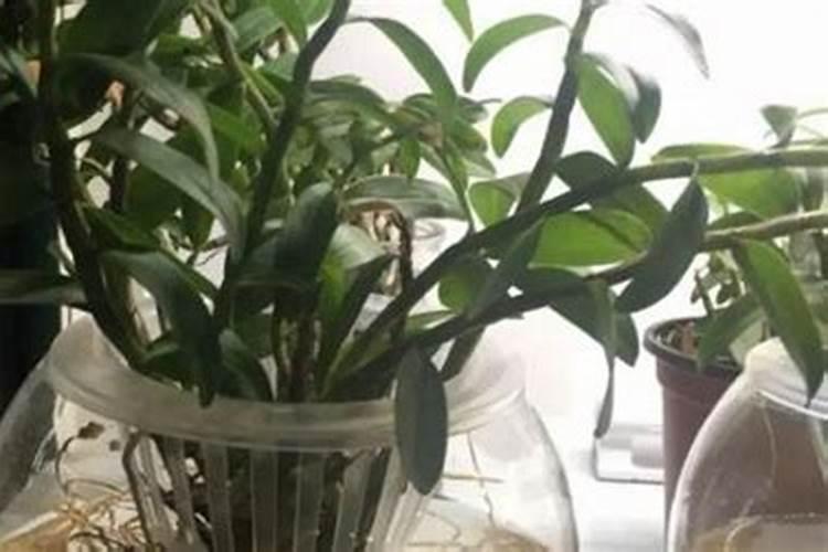 复合肥可以用来养兰花吗