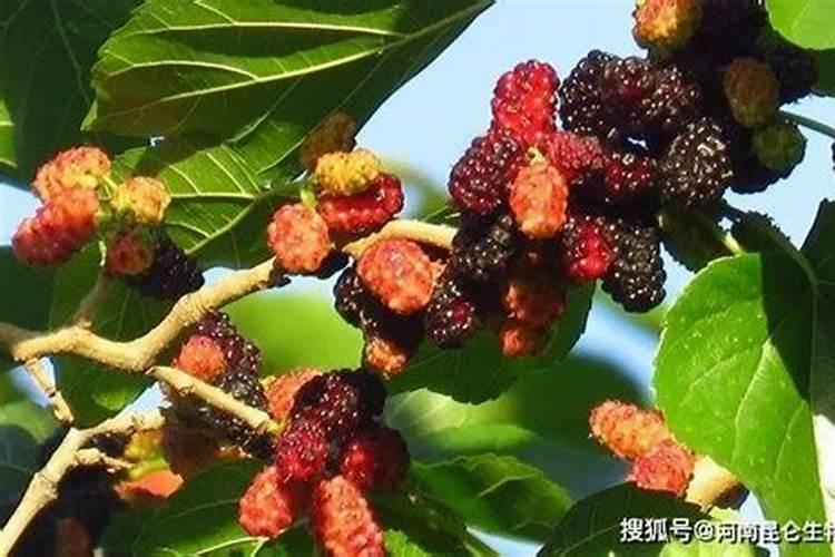 桑葚怎么养长的好