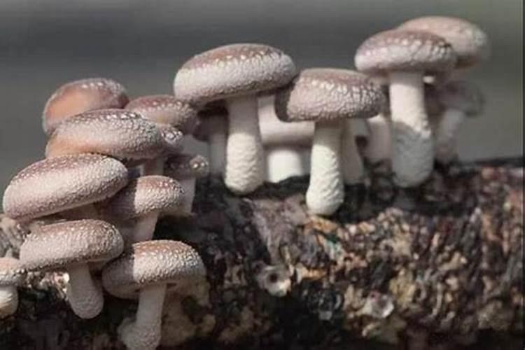 在养鱼的水里加硝化细菌有什么用,