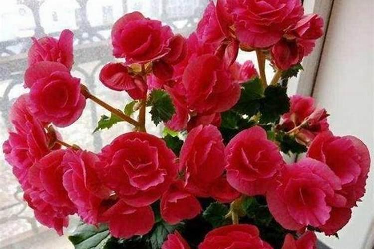 海棠花开花后怎么办,及时修剪注意浇水与施肥