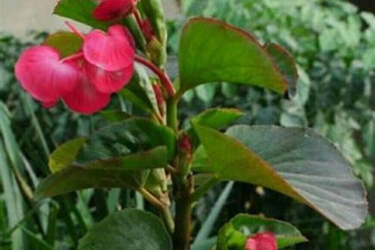 海棠花花蕾时期海棠花的浇水和施肥