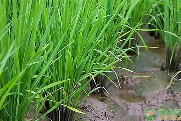 水溶肥的使用方法