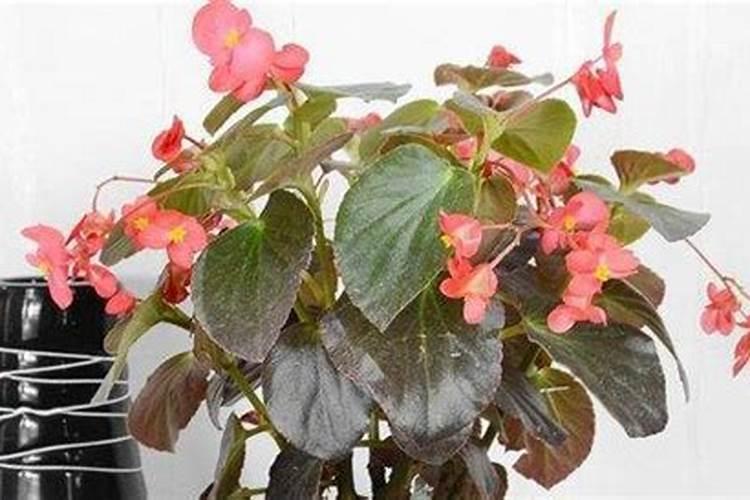海棠花开花后怎么办,及时修剪注意浇水与施肥