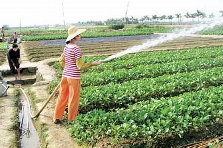 碳酸氢铵能否随水冲施