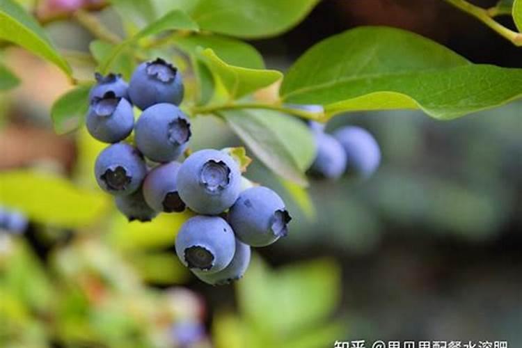 氨基酸水溶肥能用蓝莓上吗