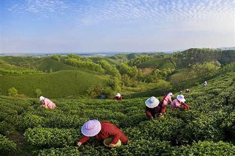 小番茄一亩地放多少斤硫酸镁为好？