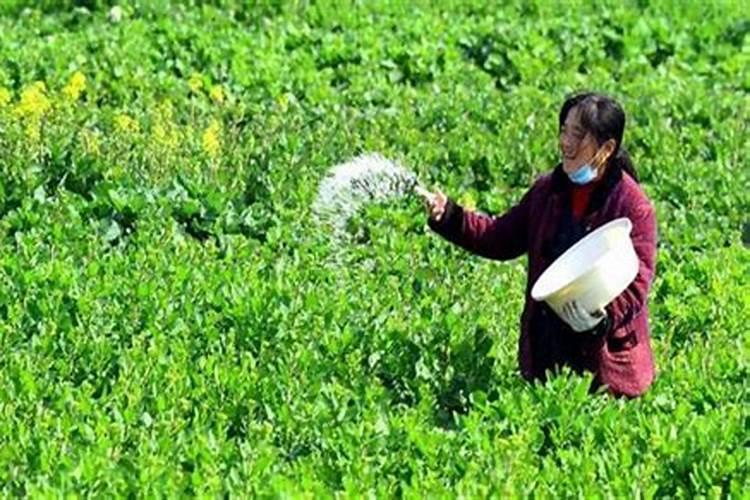 种树用什么样的化肥