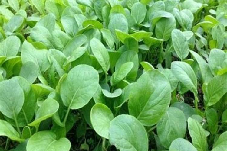 育的花菜白菜包菜苗出土后多少天可打点叶面肥？