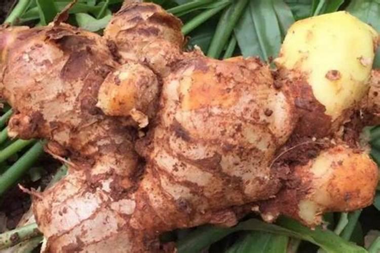 生姜种植用什么肥料最好