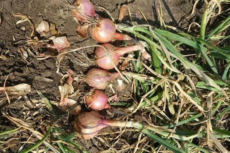 种毛葱的正确方法 怎么种植毛葱