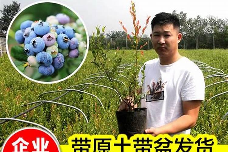 蓝莓如何养才能更旺盛 蓝莓怎么养才能更旺盛
