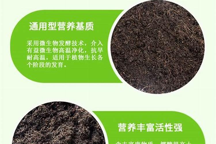 蓝莓盆栽的种植技巧