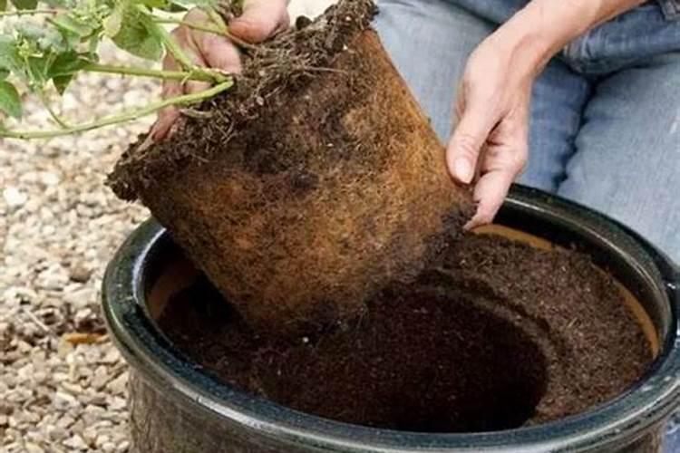 蓝莓盆栽的种植技巧及养护注意事项详解