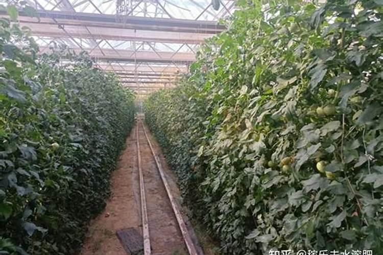 莴笋施用何种肥料可以变得又粗又大