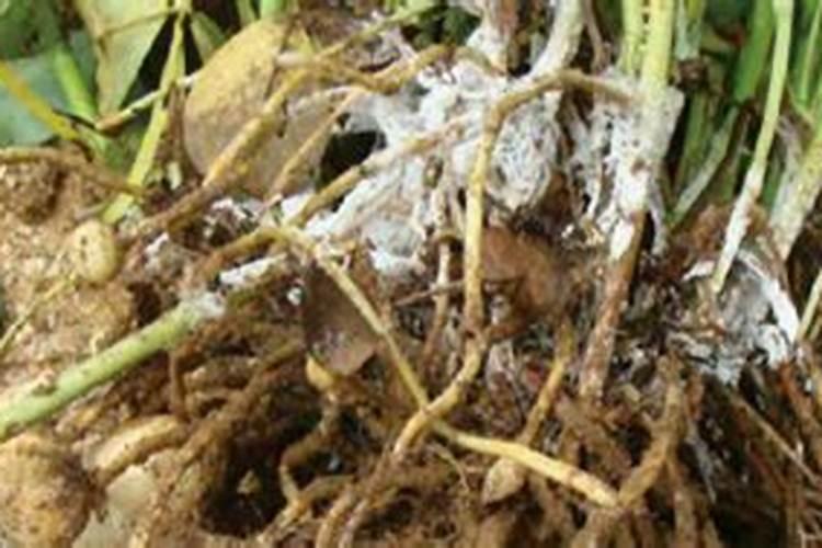蝴蝶兰根上长白毛用多菌灵浸泡行吗？