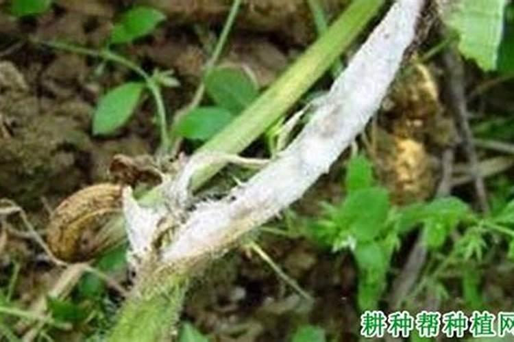 双线竹芋的养殖方法和注意事项