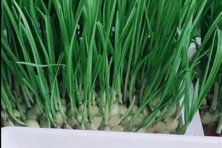 微量元素怎么补
