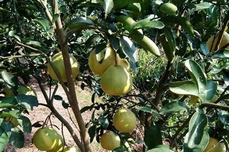 栀子花基肥放什么肥料？基肥怎么施？