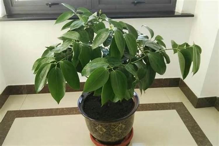 秋季大樱桃树盛果期施肥的方法