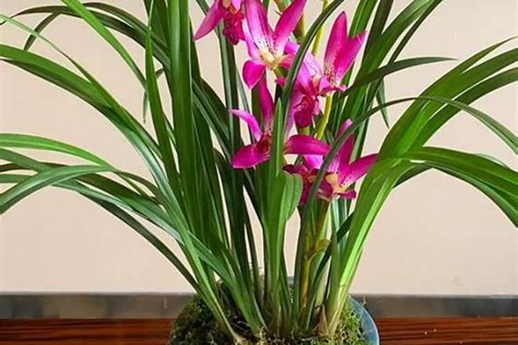 兰花养多久用肥料 兰花需要多久施肥？